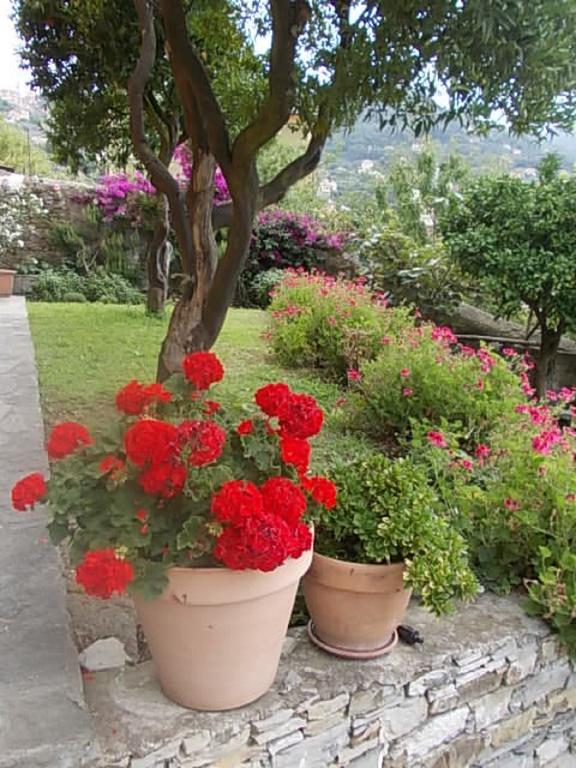 Le Clementine B&B Camogli Eksteriør billede