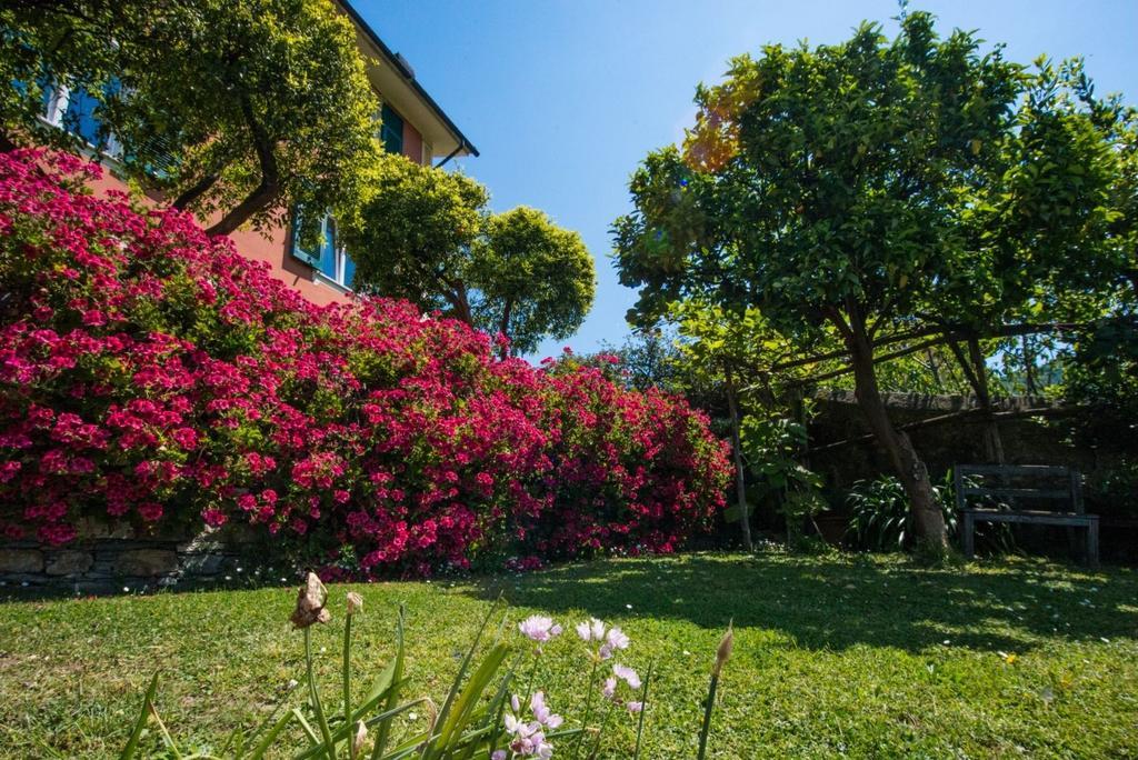 Le Clementine B&B Camogli Eksteriør billede